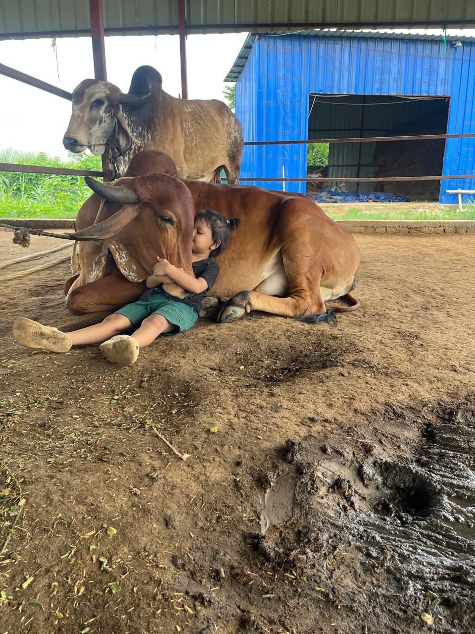 Green organic dairy farm